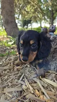Jigs, a male Miniature Dachshund for sale in Montevideo, MN – 4 of 5