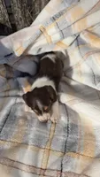 Juno, a female Miniature Dachshund for sale in Montevideo, MN – 7 of 7