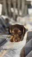 Jigs, a male Miniature Dachshund for sale in Montevideo, MN – 4 of 7