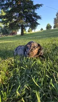 Merlin, a male Miniature Dachshund for sale in Montevideo, MN – 7 of 10