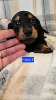 Jinx, a male Miniature Dachshund for sale in Montevideo, MN – 4 of 7