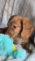 Jax, a male Miniature Dachshund for sale in Montevideo, MN – 2 of 3