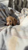 Jessie , a female Miniature Dachshund for sale in Montevideo, MN – 7 of 7