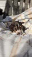 Juno, a female Miniature Dachshund for sale in Montevideo, MN – 5 of 7
