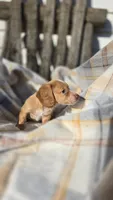 Jazzy, a female Miniature Dachshund for sale in Montevideo, MN – 4 of 6