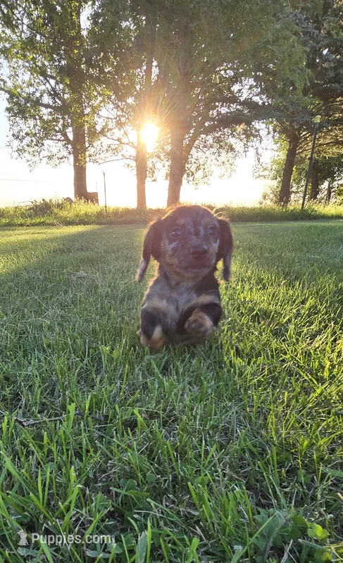 Merlin – Miniature Dachshund puppy for sale in Montevideo, MN