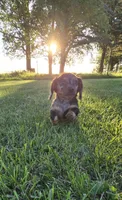 Merlin, a male Miniature Dachshund for sale in Montevideo, MN – 1 of 10