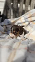 Juno, a female Miniature Dachshund for sale in Montevideo, MN – 6 of 7