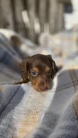 Jigs, a male Miniature Dachshund for sale in Montevideo, MN – 5 of 7