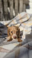 Jessie , a female Miniature Dachshund for sale in Montevideo, MN – 6 of 7