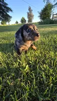 Merlin, a male Miniature Dachshund for sale in Montevideo, MN – 4 of 10