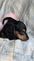 Stella, a female Miniature Dachshund for sale in Montevideo, MN – 2 of 7