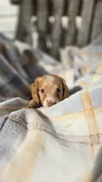 Jazzy, a female Miniature Dachshund for sale in Montevideo, MN – 6 of 6