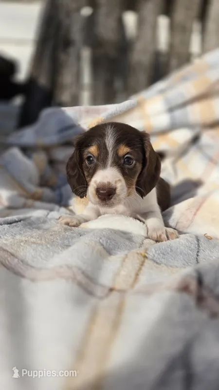 Juno, a female Miniature Dachshund for sale in Montevideo, MN – 1 of 7