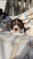 Juno, a female Miniature Dachshund for sale in Montevideo, MN – 1 of 7