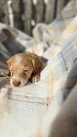 Jazzy, a female Miniature Dachshund for sale in Montevideo, MN – 3 of 6