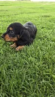 Jinx, a male Miniature Dachshund for sale in Montevideo, MN – 6 of 7