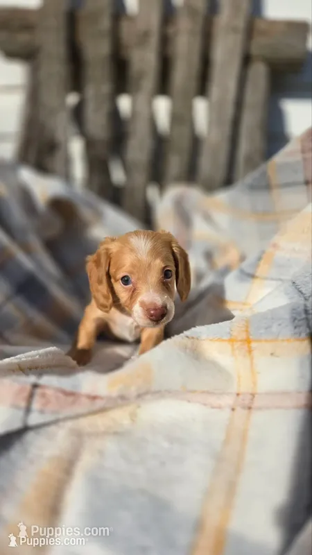 Jazzy, a female Miniature Dachshund for sale in Montevideo, MN – 1 of 6