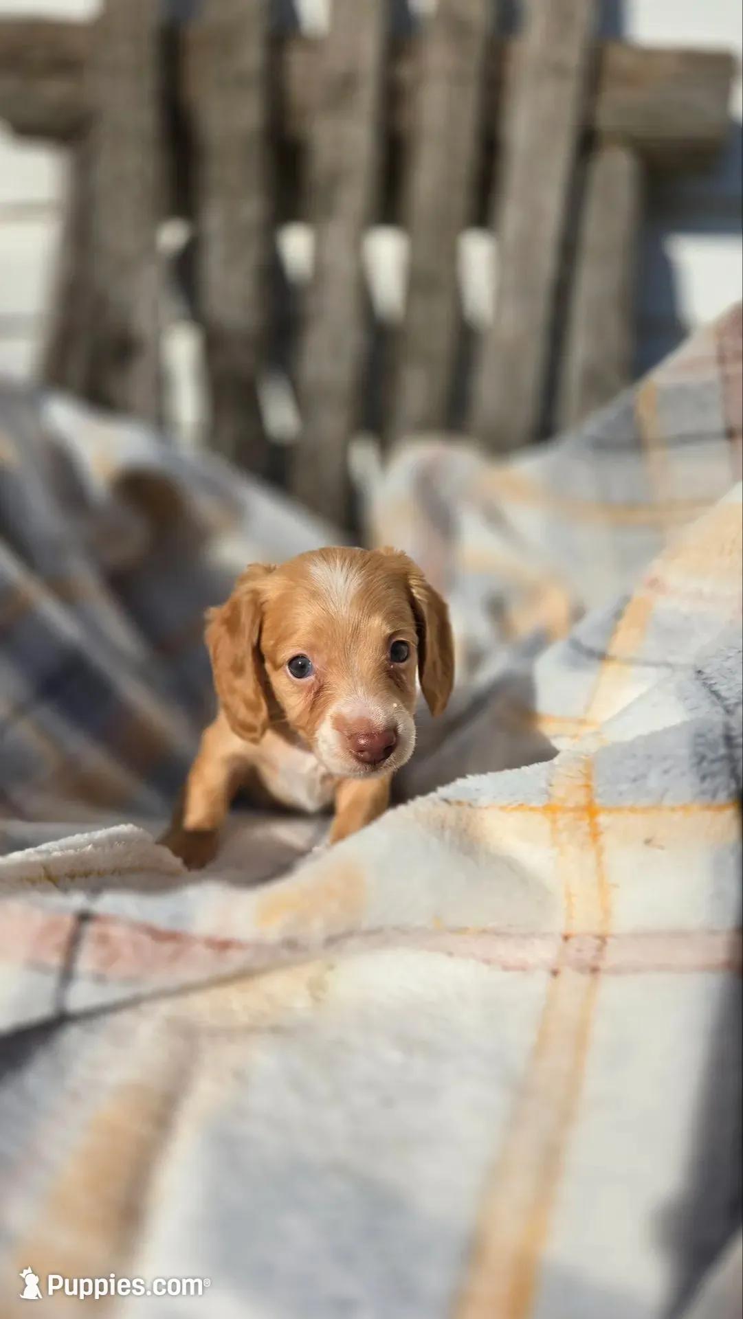 Jazzy, a female Miniature Dachshund for sale in Montevideo, MN – 1 of 6