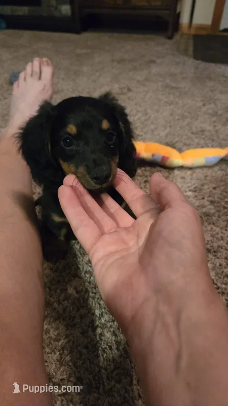 Jigs – Miniature Dachshund puppy for sale in Montevideo, MN
