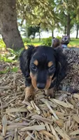 Jigs, a male Miniature Dachshund for sale in Montevideo, MN – 3 of 5