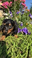 Jigs, a male Miniature Dachshund for sale in Montevideo, MN – 5 of 5