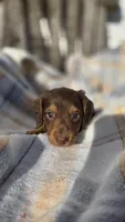 Jigs, a male Miniature Dachshund for sale in Montevideo, MN – 2 of 7