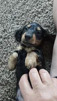 Jinx, a male Miniature Dachshund for sale in Montevideo, MN – 3 of 7
