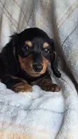 Stella, a female Miniature Dachshund for sale in Montevideo, MN – 5 of 7