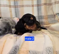 Jinx, a male Miniature Dachshund for sale in Montevideo, MN – 1 of 7