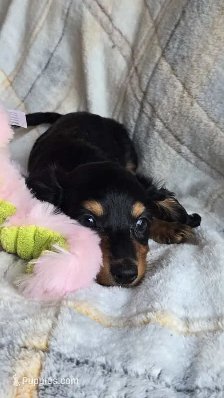 Stella – Miniature Dachshund puppy for sale in Montevideo, MN