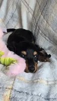 Stella, a female Miniature Dachshund for sale in Montevideo, MN – 1 of 7