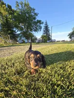 Jingle, a male Miniature Dachshund for sale in Montevideo, MN – 2 of 8