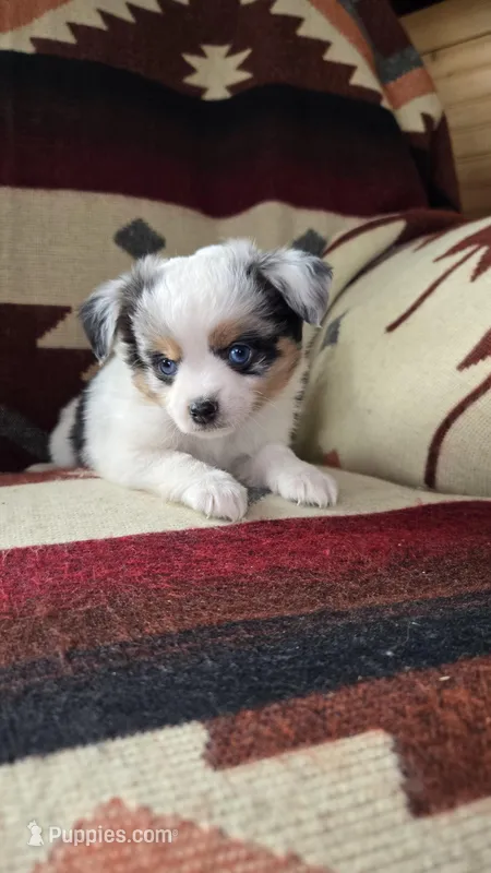 Sugar Sweet – Toy Australian Shepherd puppy for sale in Montevideo, MN