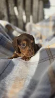 Jigs, a male Miniature Dachshund for sale in Montevideo, MN – 6 of 7