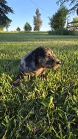 Merlin, a male Miniature Dachshund for sale in Montevideo, MN – 8 of 10