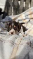 Juno, a female Miniature Dachshund for sale in Montevideo, MN – 4 of 7