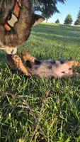 Merlin, a male Miniature Dachshund for sale in Montevideo, MN – 9 of 10