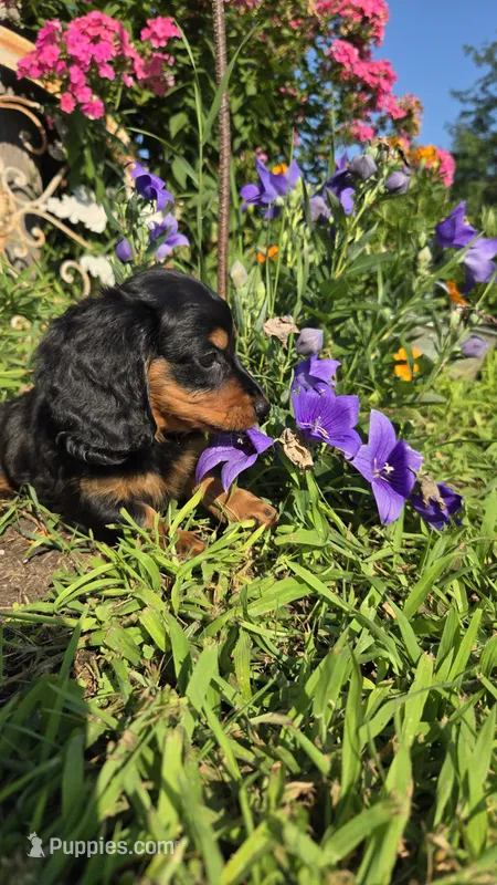 Jigs – Miniature Dachshund puppy for sale in Montevideo, MN