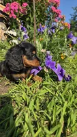 Jigs, a male Miniature Dachshund for sale in Montevideo, MN – 1 of 5