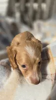 Jazzy, a female Miniature Dachshund for sale in Montevideo, MN – 2 of 6