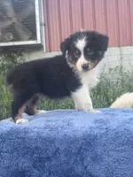 Blue, a male Australian Shepherd for sale in Chippewa Falls, WI – 1 of 1