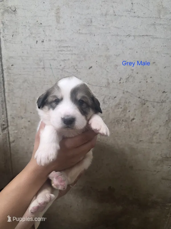 Grey  – Bernese Mountain Dog, Great Pyrenees puppy for sale in Chippewa Falls, WI