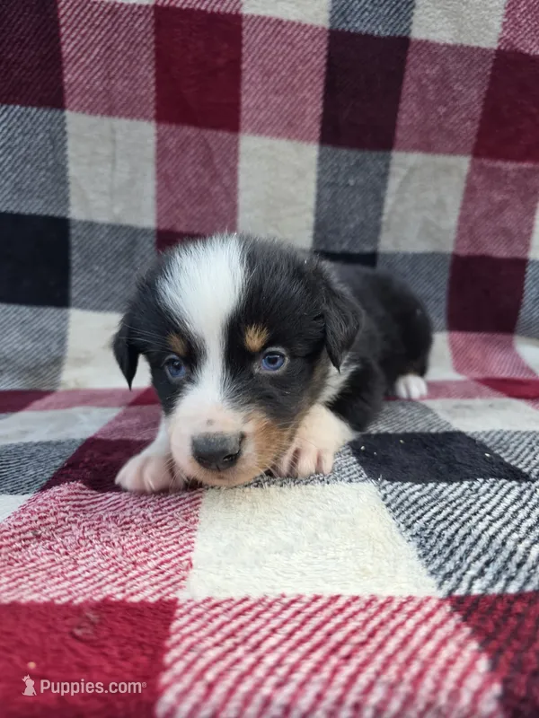 Brown – Australian Shepherd puppy for sale in Chippewa Falls, WI