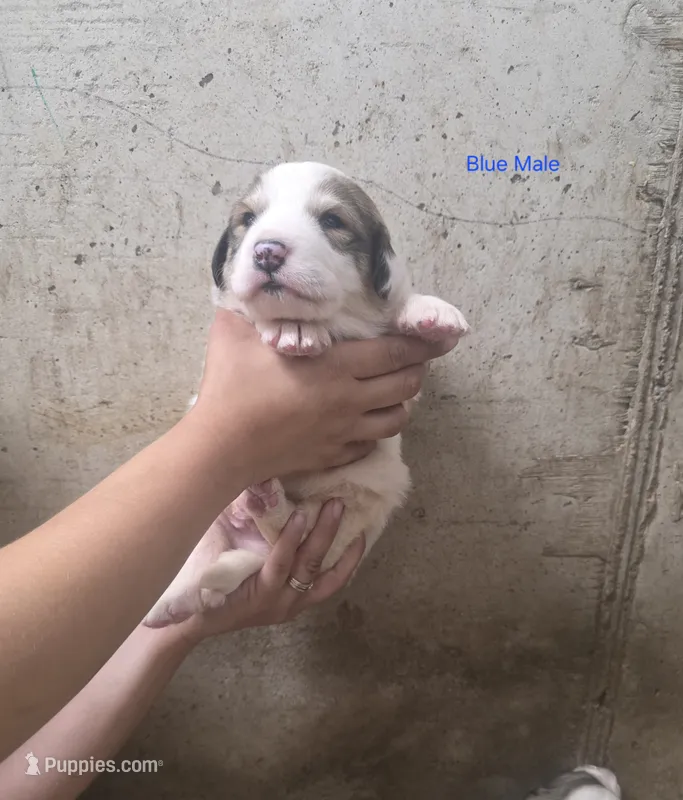 Blue – Great Pyrenees puppy for sale in Chippewa Falls, WI