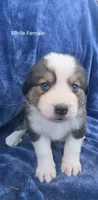 White, a female Bernese Mountain Dog and Great Pyrenees for sale in Chippewa Falls, WI – 1 of 1