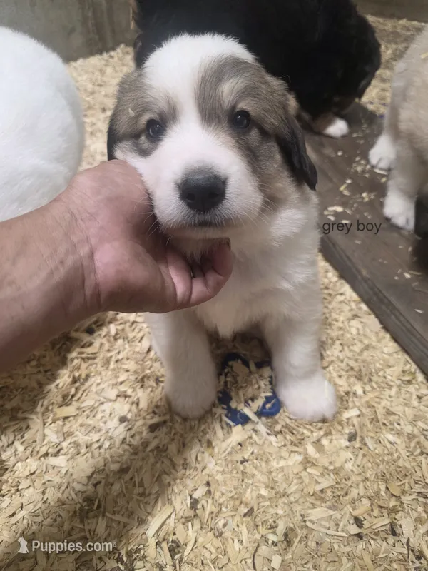 Grey – Great Pyrenees puppy for sale in Chippewa Falls, WI