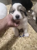 Grey, a male Great Pyrenees for sale in Chippewa Falls, WI – 1 of 1