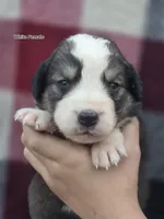 White, a female Bernese Mountain Dog and Great Pyrenees for sale in Chippewa Falls, WI – 1 of 1