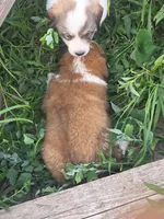 Maroon, a female Bernese Mountain Dog and Great Pyrenees for sale in Chippewa Falls, WI – 3 of 3